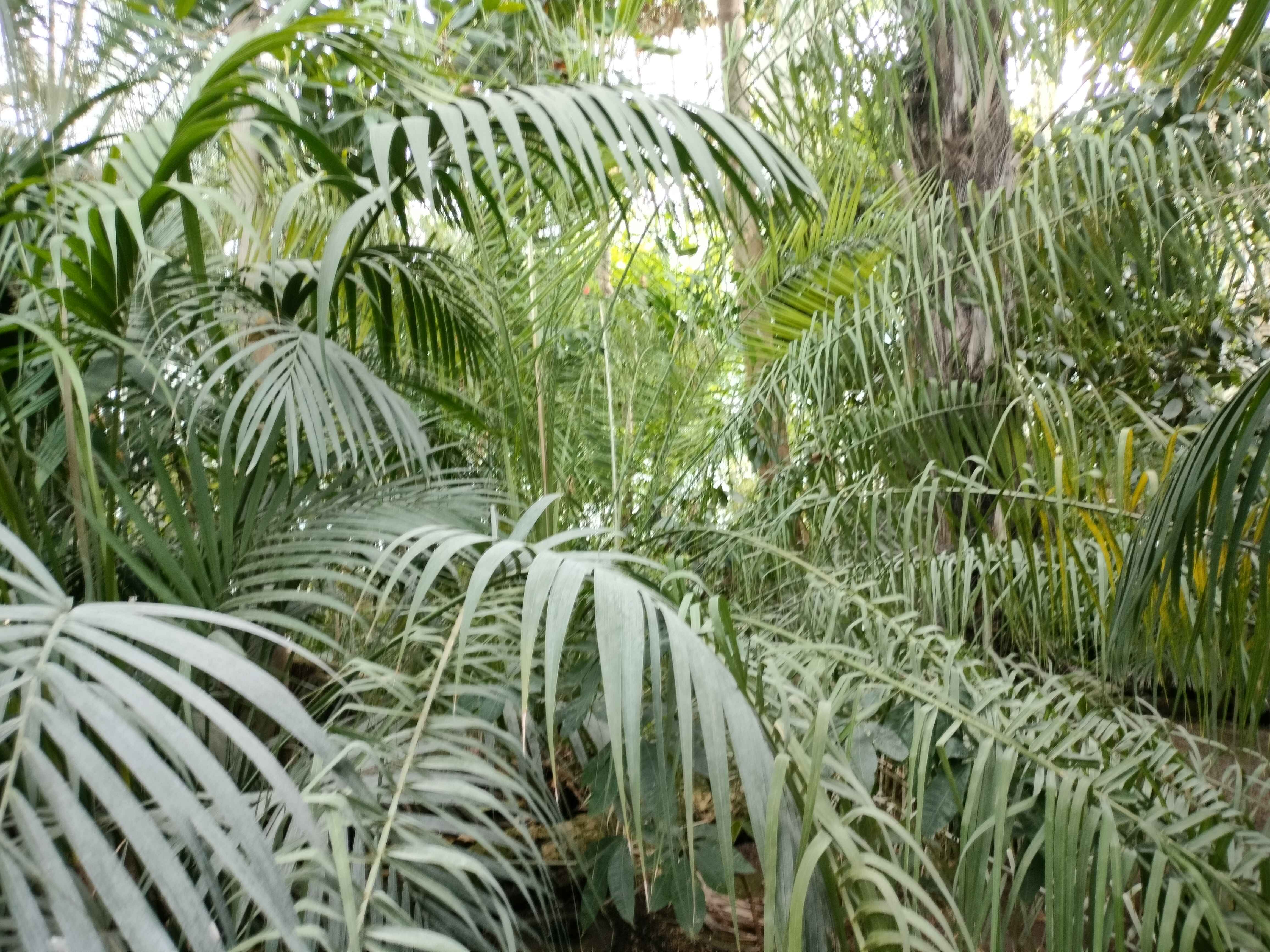Large Palm Scenery
